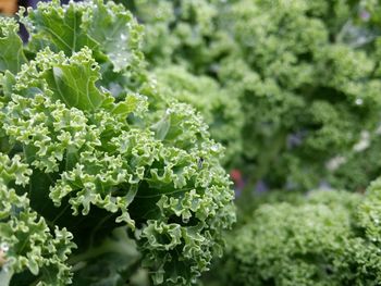 Close-up of fresh green plant