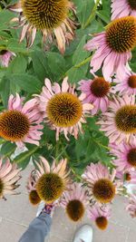 High angle view of coneflowers on plant