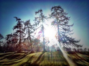 Sun shining through trees on grassy field