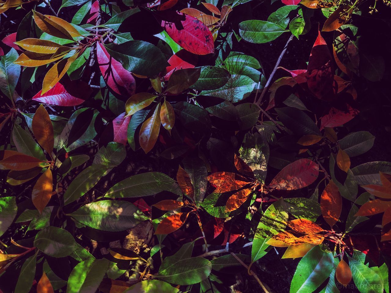 CLOSE-UP OF AUTUMNAL LEAVES AGAINST BLURRED BACKGROUND