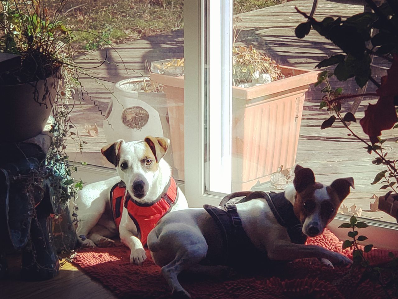 PORTRAIT OF DOG RELAXING ON YARD