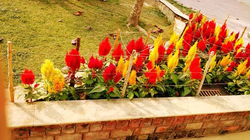 High angle view of potted plants in greenhouse