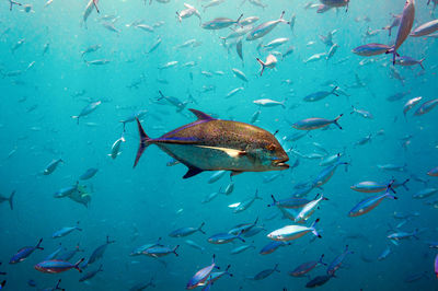 Tropical fish bluefin trevally, caranx melampygus, seychelles