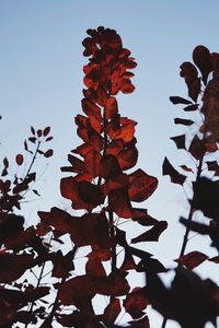 Low angle view of flowering plants against sky