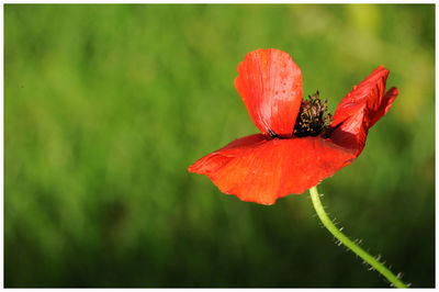 Close-up of red hibiscus flower