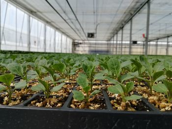 Plants growing in greenhouse