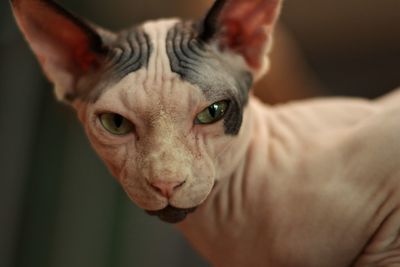 Close-up portrait of a cat