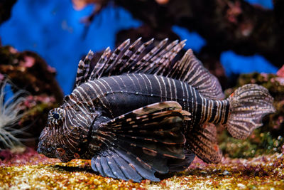 Red lionfish pterois volitans fish underwater