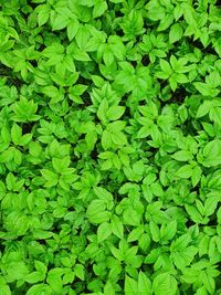 Full frame shot of leaves on field