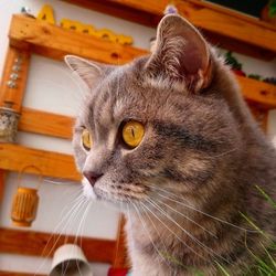 Close-up portrait of cat