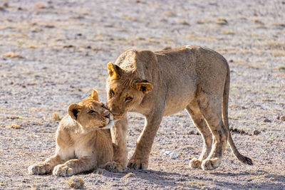 A lovely and tender lion shoot
