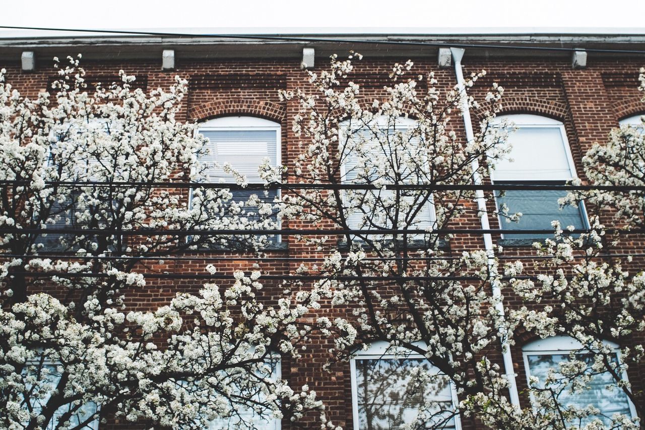 architecture, built structure, building exterior, low angle view, window, house, clear sky, building, tree, residential structure, residential building, railing, day, arch, potted plant, no people, flower, plant, balcony, outdoors