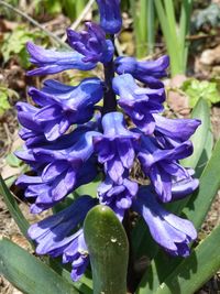 Close-up of purple flowers