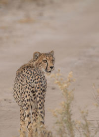 View of a cat looking away