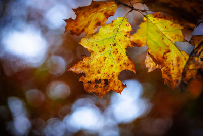 leaf