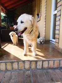 Dog with dogs in foreground