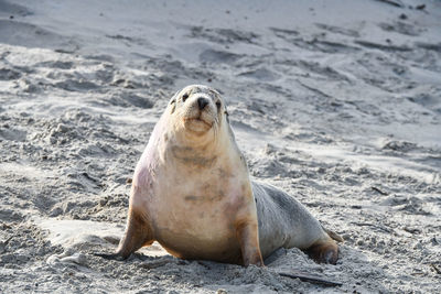 High angle view of sea lion on beach