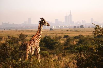 Scenic view of giraffe in city against sky