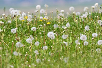 Close-up of white flowering plants on field