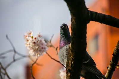 Low angle view of bird perching on branch