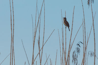 Low angle view of bird flying against blue sky