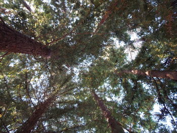 Low angle view of trees against sky