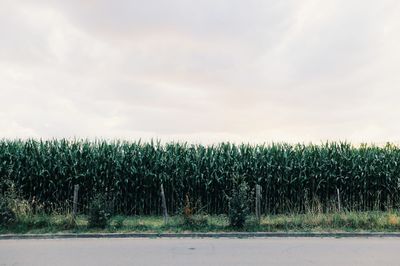 Scenic view of field against cloudy sky