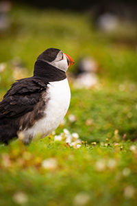 puffin with a