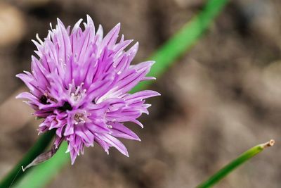 Close-up of pink flowers