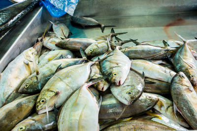 High angle view of fish for sale at market