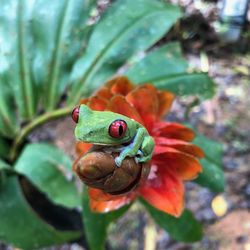 Close-up of frog on leaf