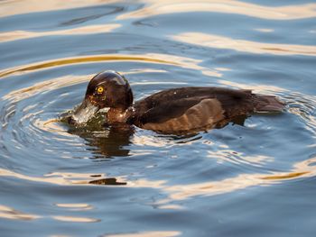 High angle view of duck swimming in lake