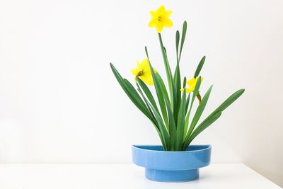 Close-up of yellow vase against white background