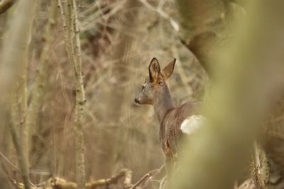 Close-up of squirrel