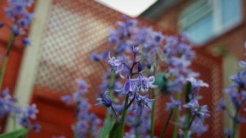 Close-up of purple flowering plant against building