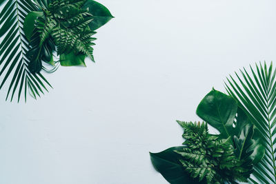 Close-up of potted plant against wall