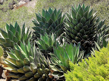 Close-up of prickly pear cactus