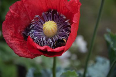 Close-up of red poppy flower