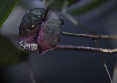 Close-up of wilted flower