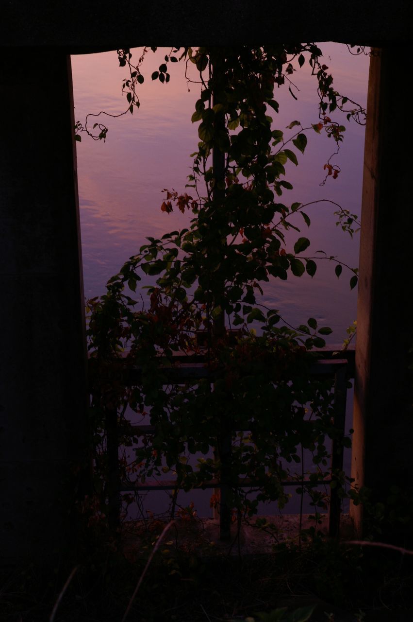 SILHOUETTE TREES BY HOUSE SEEN THROUGH WINDOW