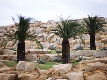 Palm trees and rocks against sky