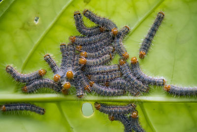 Colony caterpillar on leaf