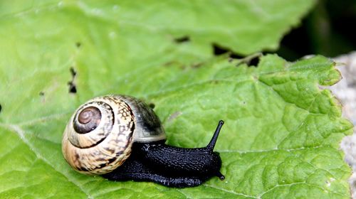 Close-up of snail on leaves