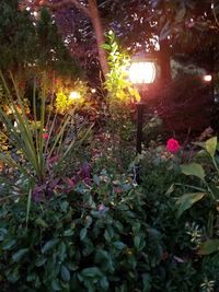 Close-up of plants against trees at night