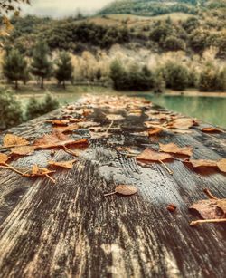 Close-up of leaves on wooden table