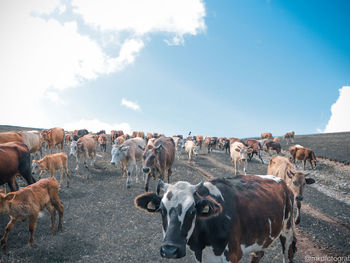 Herd of cows on landscape