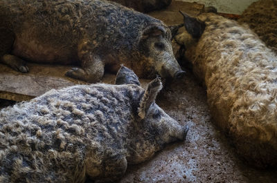 Mangalica pigs