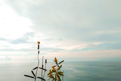 Plant growing by sea against sky