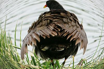 Close-up of bird perching on a lake