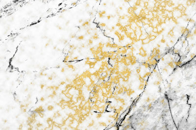 Full frame shot of snow covered plants